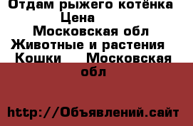 Отдам рыжего котёнка  › Цена ­ 100 - Московская обл. Животные и растения » Кошки   . Московская обл.